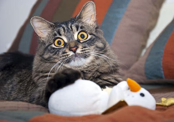 亚特兰大绝杀之夜，格纳布里在美加墨世界杯接管比赛，德国战车碾过几内亚