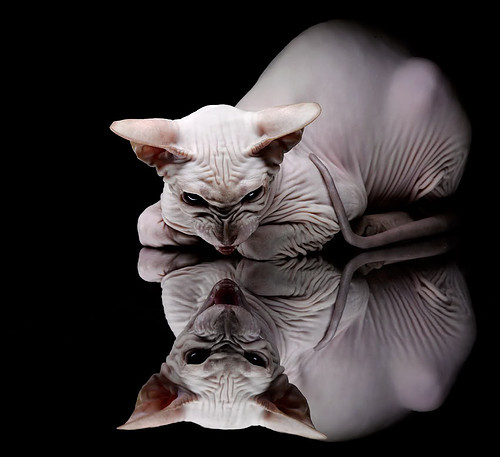 华体会官网-唯一之夜，孙兴慜如何成为F1冠军的胜负手