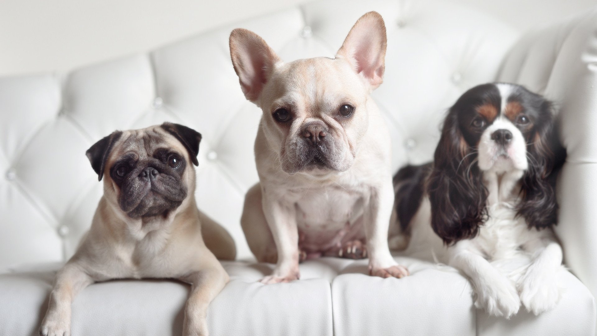 华体会登录-绿茵场的哲学，灵光一闪与群体意志的对决